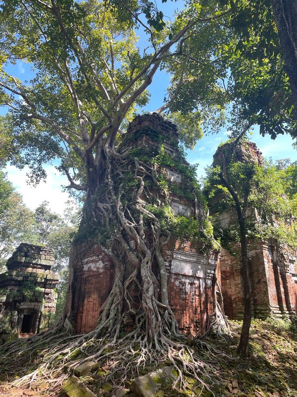 Siem Reap Private Tour - Amazing tree of Prasat Pram at Koh Ke