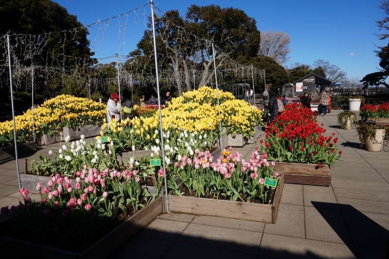 Kanagawa Private Tour - En montant au sommet de l'île d'Enoshima, vous aurez l'occasion de faire une promenade agréable dans un jardin botanique en admirant de belles fleurs et arbres variés. Il a été construit par un marchand anglais Samuel Cocking à l'ère Meiji. 