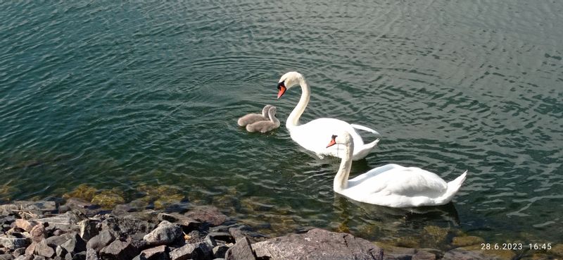 Helsinki Private Tour - Finland' s national bird swan