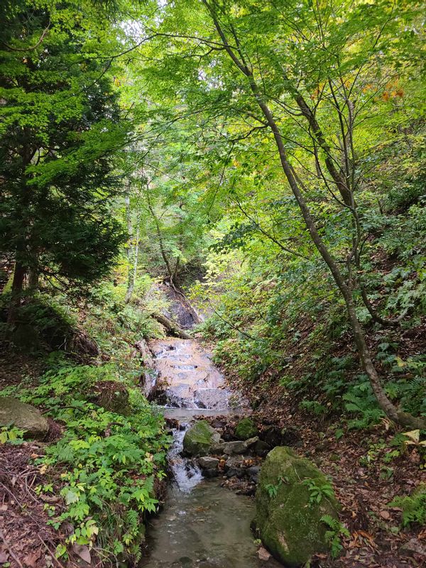 Aomori Private Tour - Nakano Momiji-yama area 