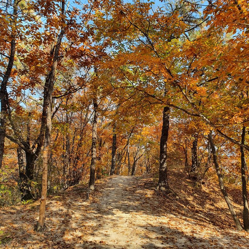 Seoul Private Tour - Fall colors by Hans