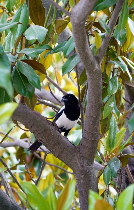 Madrid Private Tour - One of the many magpies you'll spot 