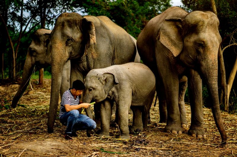 Bangkok Private Tour - The Elephant Jungle Sanctuary