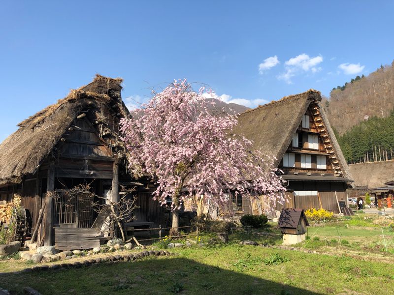 Kanazawa Private Tour - Spring visit