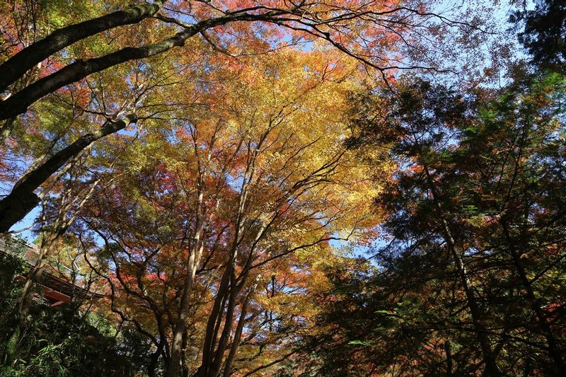 Kyoto Private Tour - Jojakkoji Temple