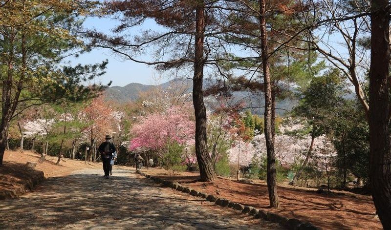 Kyoto Private Tour - A view of a park in the Arashiyama area during the cherry blossom season