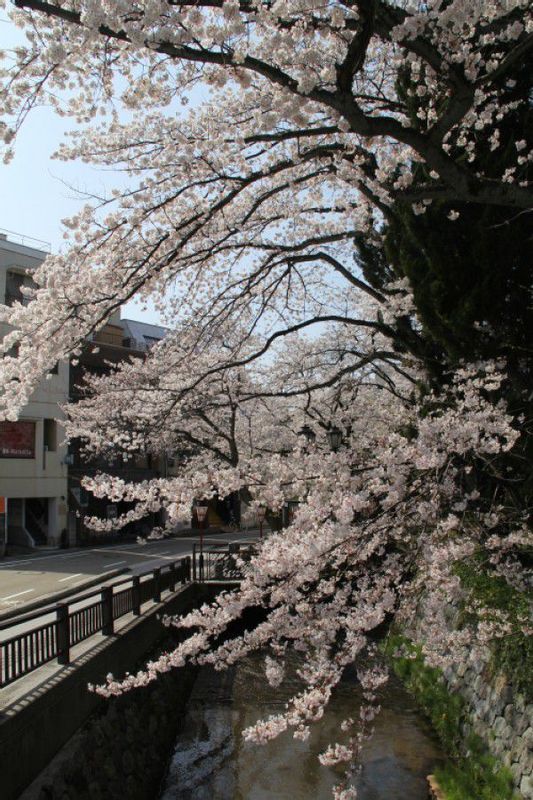 Kanazawa Private Tour - Cherry Blossoms in Full Bloom in Downtown 