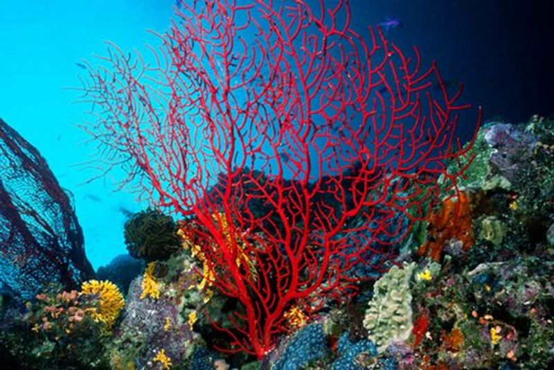 Sibenik Private Tour - Red Coral tradition, Zlarin island