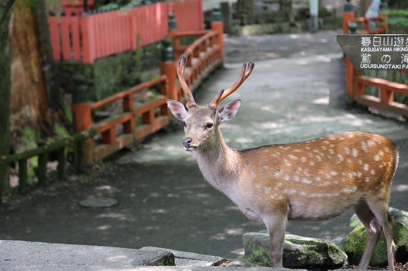 Osaka Private Tour - Deer near Mizutani tea house