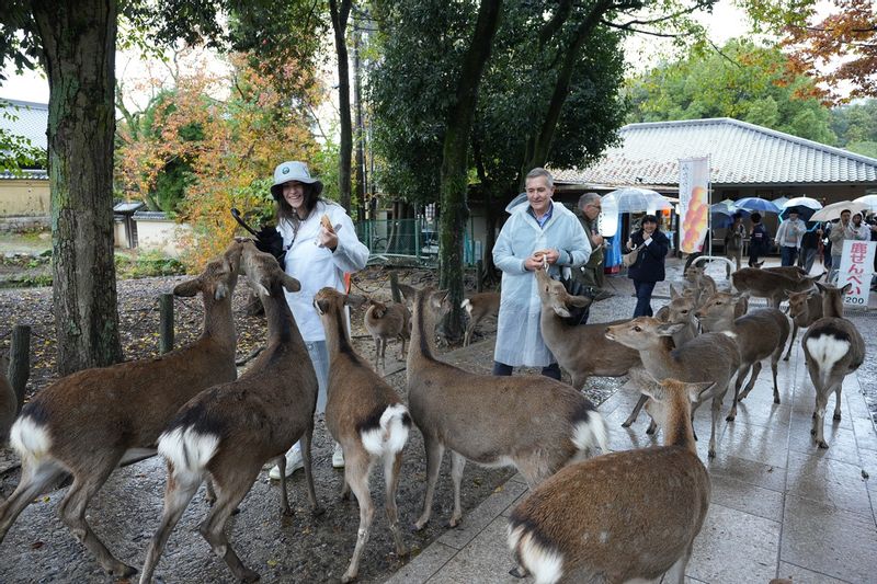 Osaka Private Tour - Playing with deer