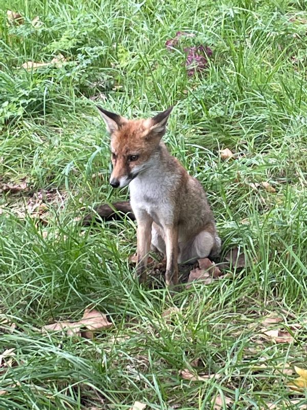 London Private Tour - Rexy - the fox who lives outside the King's house. 