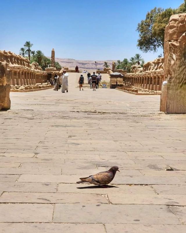 Luxor Private Tour - Karnak temple