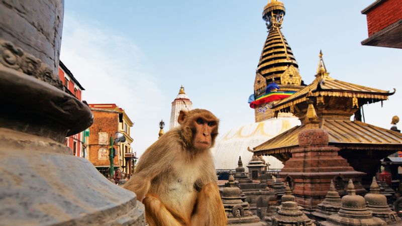 Kathmandu Private Tour - Monkey 