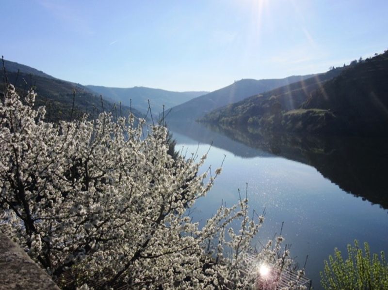 Porto Private Tour - Spring