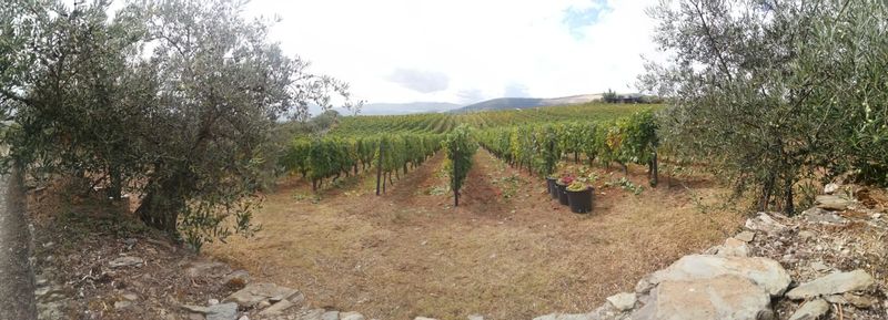 Porto Private Tour - Harvest time !!!