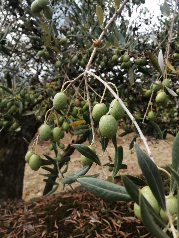 Porto Private Tour - Awesome olive year