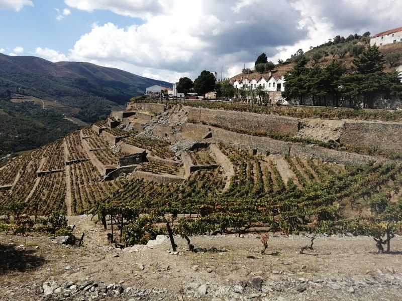 Porto Private Tour - Scenic view over old vines