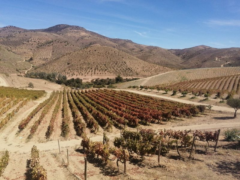 Porto Private Tour - Autumn colours are breath taking the Douro Valley