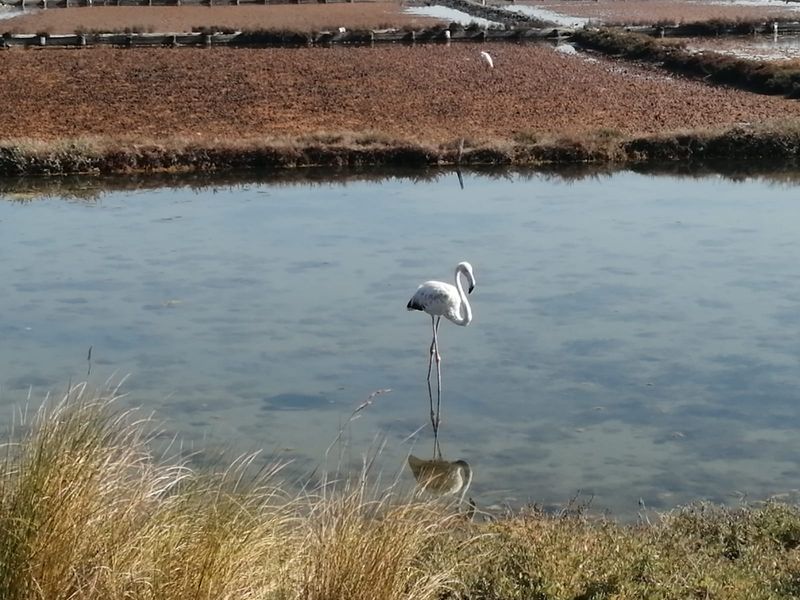 Porto Private Tour - The Salines in Aveiro with its biodiversity