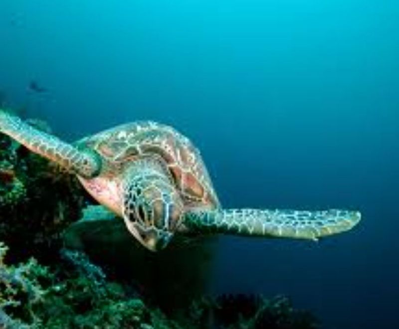 East Kalimantan Private Tour - Turtle ?