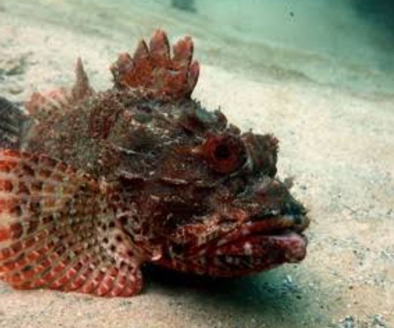 East Kalimantan Private Tour - Scorpio fish 