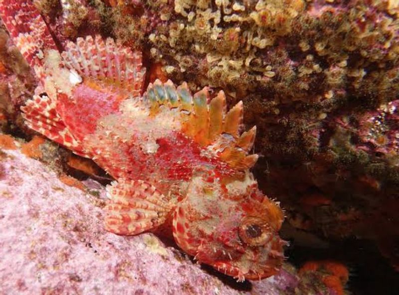 East Kalimantan Private Tour - Scorpio fish 