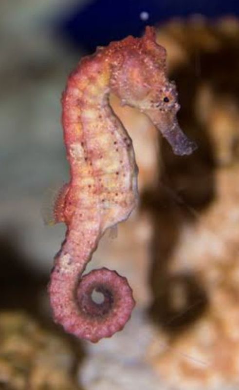 East Kalimantan Private Tour - Sea horse fish 