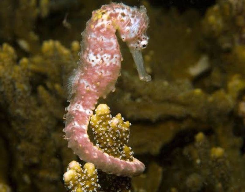 East Kalimantan Private Tour - Sea horse 