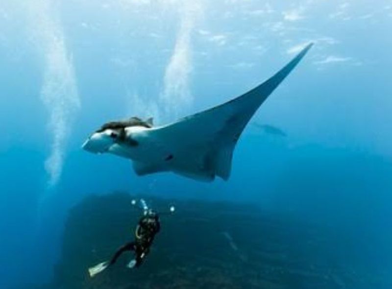 East Kalimantan Private Tour - Mantarraya 