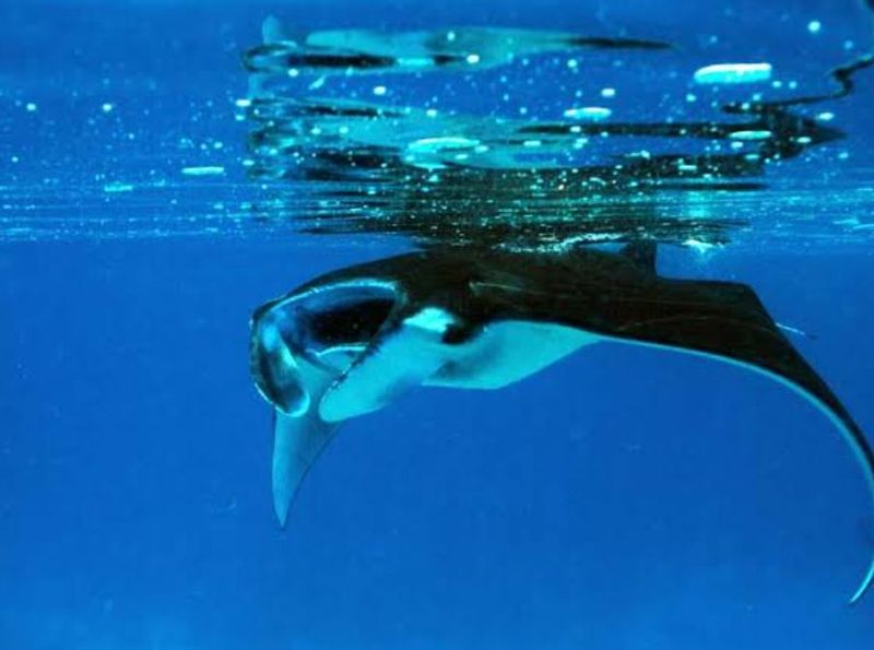 East Kalimantan Private Tour - Mantas 