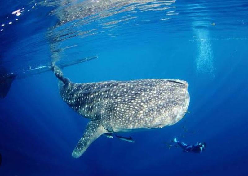 East Kalimantan Private Tour - Whale sharks 