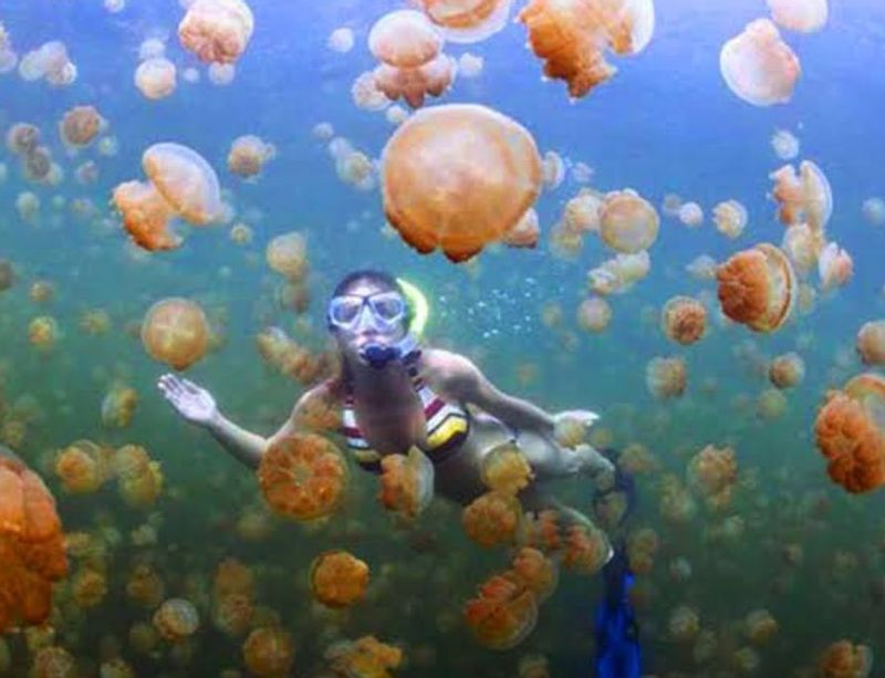 East Kalimantan Private Tour - Jellyfish 