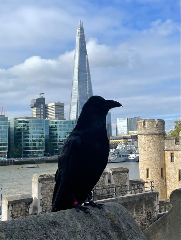 London Private Tour - The true keeper of the Tower, quoth the Raven!