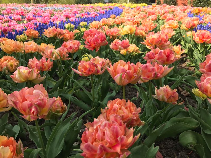 Amsterdam Private Tour - Breathtaking tulip fields in the Netherlands paint nature's masterpiece, a vibrant symphony of colors that will leave you mesmerized.