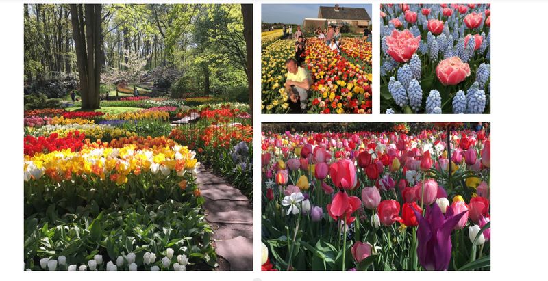 Amsterdam Private Tour - Let's experience a few hours of unclouded happiness among thousands of varieties of tulips, hyacinths, roses, orchids, lilacs and daffodils!