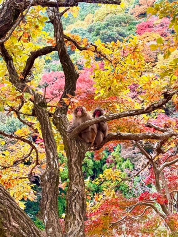 Kyoto Private Tour - Arashiyama Monkey Park