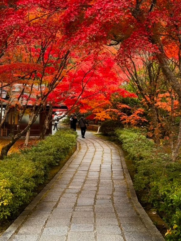 Kyoto Private Tour - Foliage in Kyoto