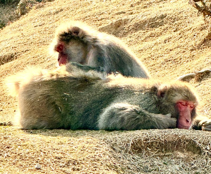 Kyoto Private Tour - Arashiyama Monkey Park 2