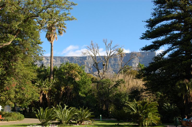 Cape Town Private Tour - Company gardens with table mountain background