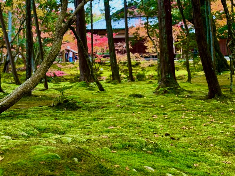 Kyoto Private Tour - The moss garden in Sagano