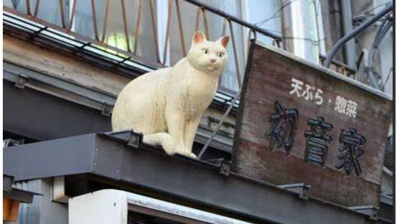 Tokyo Private Tour - Cat1 on the roof