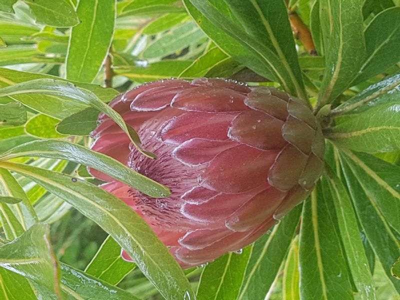 Cape Town Private Tour - Protea