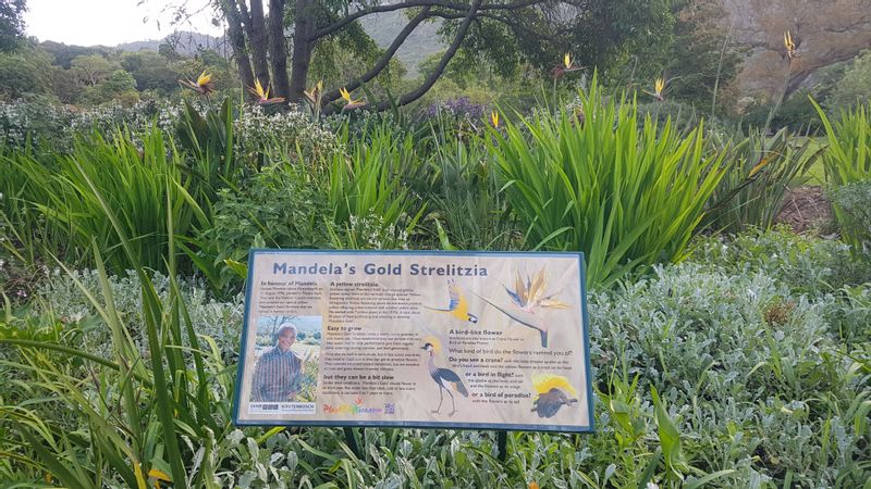 Cape Town Private Tour - Kirstenbosch gardens