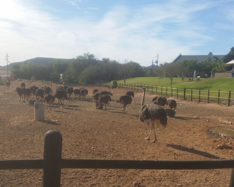 Cape Town Private Tour - Ostrich farm