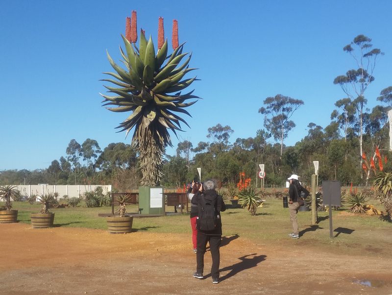 Cape Town Private Tour - Largest Aloe Vera statue  