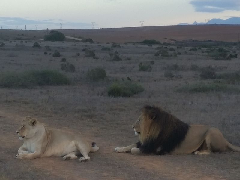 Cape Town Private Tour - Lion and lioness relaxing  