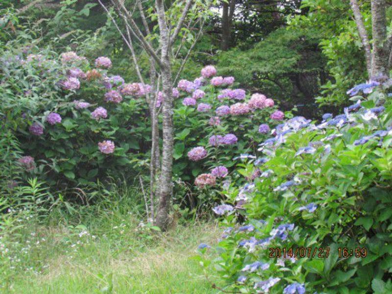 Kobe Private Tour - Beautiful hydrangea