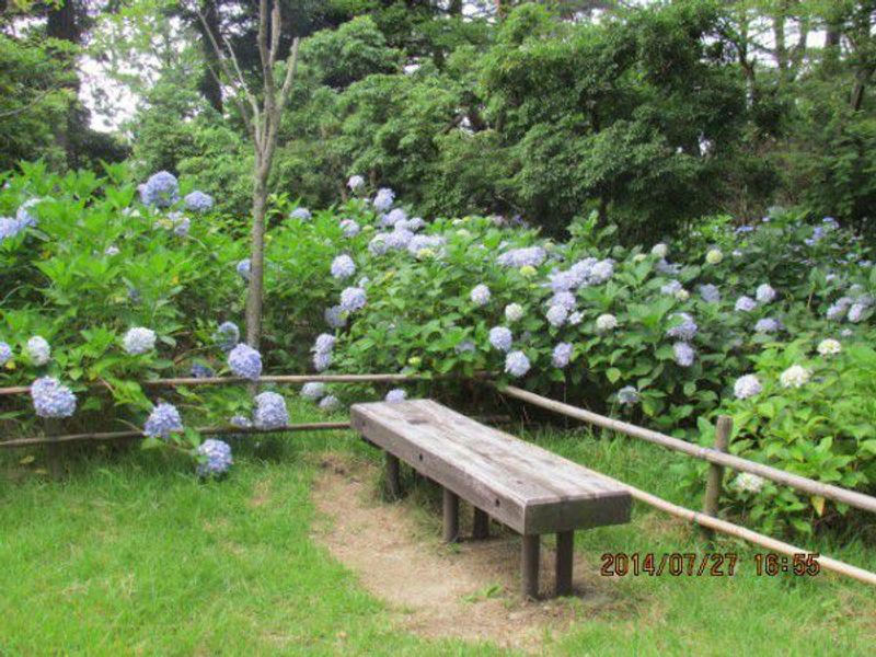 Kobe Private Tour - Beautiful hydrangea