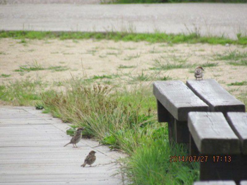 Kobe Private Tour - Small swallows are playing