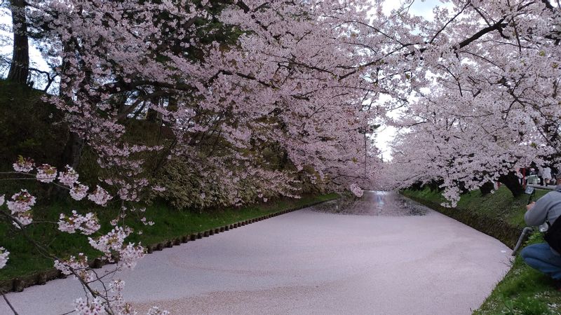 Aomori Private Tour - Like pink carpet made with fallen petals of cherry trees (late April)